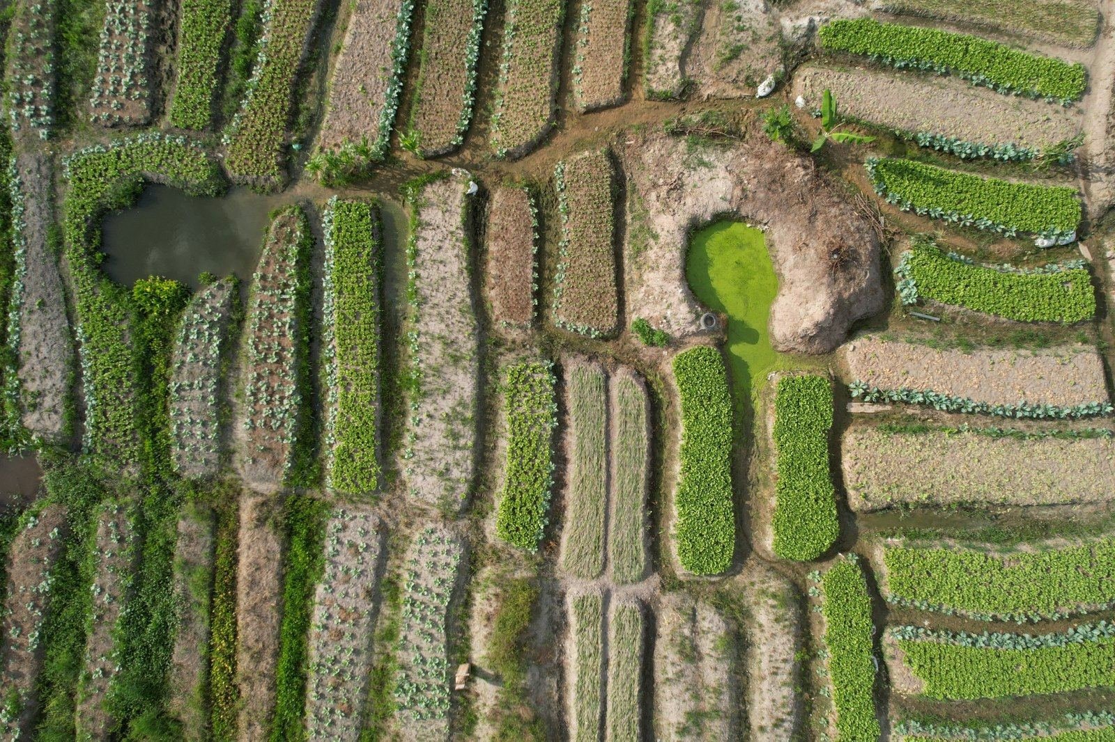 Vue aérienne de parcelles agricoles et de bassins d’eau.